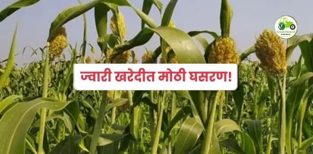ज्वारी खरेदीत मोठी घसरण!