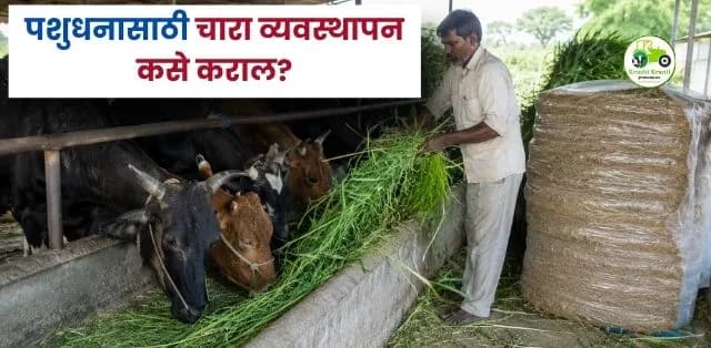 उशिरा मान्सून आणि वाढते तापमान: पशुधनासाठी चारा व्यवस्थापन कसे कराल?