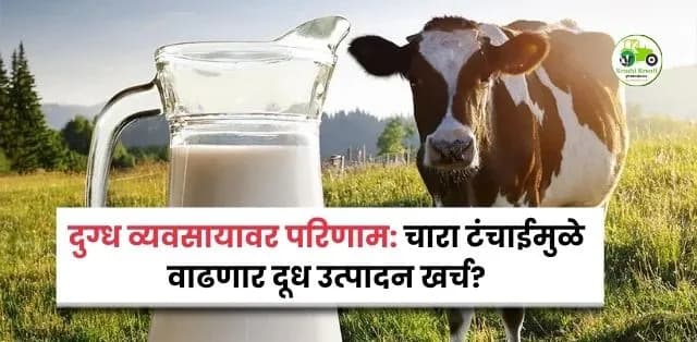 एल निनोचा दुग्ध व्यवसायावर परिणाम: चारा टंचाईमुळे वाढणार दूध उत्पादन खर्च?