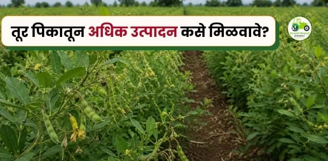 तूर पिकातून अधिक उत्पादन कसे मिळवावे?