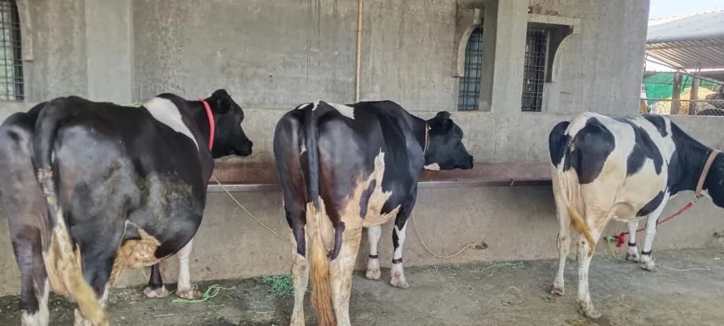 एकनार डेअरी फार्म – खात्रीशीर HF गायी विक्रीसाठी उपलब्ध!