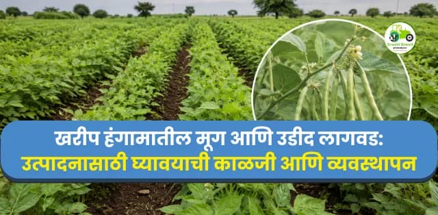 खरीप हंगामातील मूग आणि उडीद लागवड
