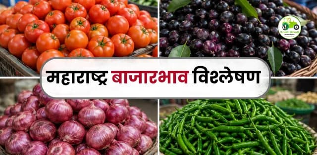 महाराष्ट्र बाजारभाव विश्लेषण: टोमॅटो, कांदा, जांभूळ आणि हिरवी मिरचीचे दर