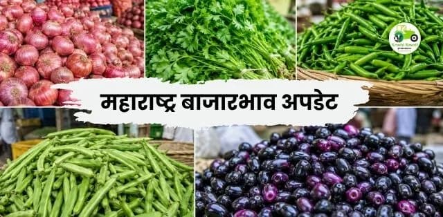 कांदा तेजीत, कोथिंबीर व जांभूळला चांगला दर; हिरवी मिरची आणि गवारमध्ये स्थिरता