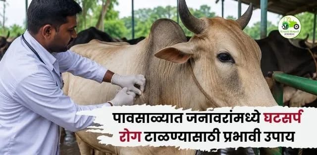 पावसाळ्यात जनावरांमध्ये घटसर्प (Hemorrhagic Septicemia) रोग टाळण्यासाठी प्रभावी उपाय