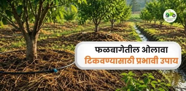 पावसाची तूट असली तरी चिंता नको! फळबागेतील ओलावा टिकवण्यासाठी प्रभावी उपाय
