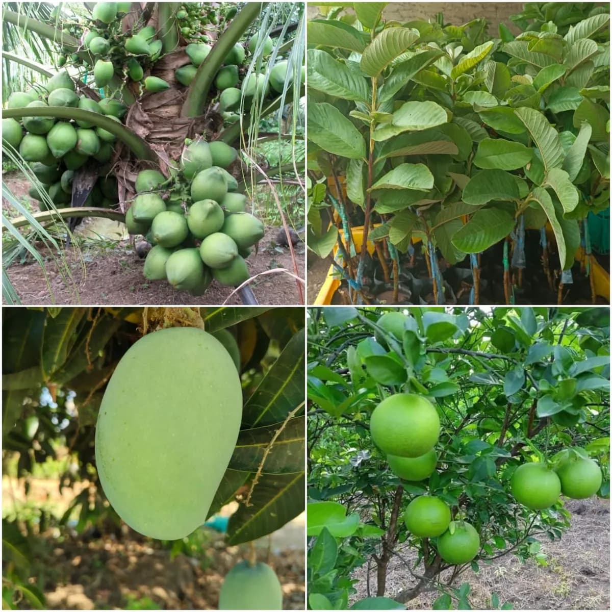 फळझाडांची रोपे होलसेल – कागदी लिंबू, नारळ, केशर आंबा, पेरू