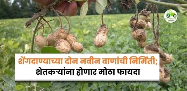 CRISAT ची मोठी कामगिरी! उच्च ओलेइक (High Oleic) शेंगदाण्याच्या दोन नवीन वाणांची निर्मिती; शेतकऱ्यांना होणार मोठा फायदा