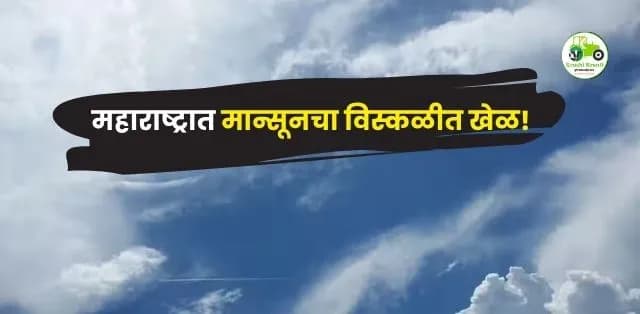 महाराष्ट्रात मान्सूनचा विस्कळीत खेळ! एका बाजूला महापूर तर दुसरीकडे अजूनही पावसाची प्रतीक्षा
