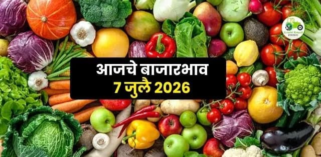 आजचे बाजारभाव ७ जुलै २०२६