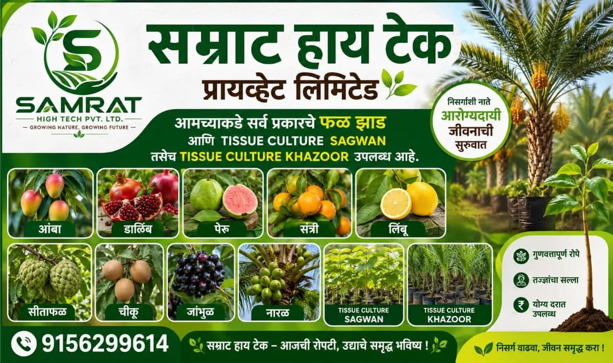 सम्राट हाय टेक टिश्यू कल्चर खजूर रोपे (बाराही व मेडजूल) व सर्व फळझाडे