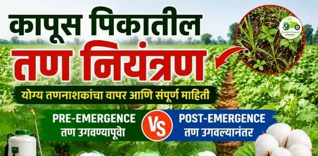 कापूस पिकातील तण नियंत्रण: Pre-Emergence आणि Post-Emergence तणनाशकांचा योग्य वापर कसा करावा?