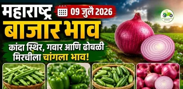 महाराष्ट्र बाजारभाव अपडेट (९ जुलै २०२६): कांदा स्थिर, गवार-ढोबळी मिरचीला चांगला भाव; शेतकऱ्यांनी जाणून घ्या आजचे ताजे दर