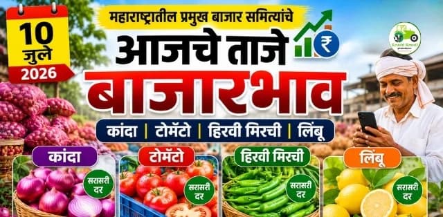 महाराष्ट्र बाजारभाव अपडेट (१० जुलै २०२६): कांदा स्थिर, हिरव्या मिरचीला तेजी, टोमॅटो आणि लिंबूचे ताजे बाजारभाव