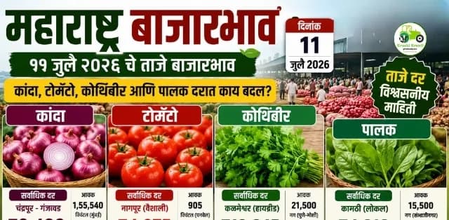 महाराष्ट्र बाजारभाव अपडेट (११ जुलै २०२६): कांदा, टोमॅटो, कोथिंबीर आणि पालक दरात काय बदल? जाणून घ्या आजचे ताजे बाजारभाव