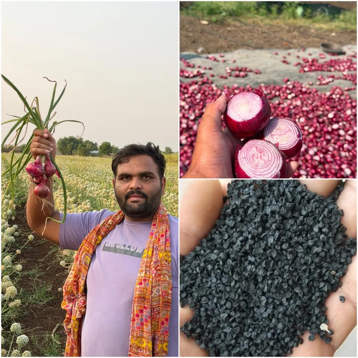 100% खात्रीशीर घरगुती कांदा बियाणे उपलब्ध!