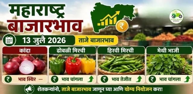 महाराष्ट्र बाजारभाव अपडेट (१३ जुलै २०२६): कांदा, ढोबळी मिरची, हिरवी मिरची आणि मेथीचे ताजे बाजारभाव