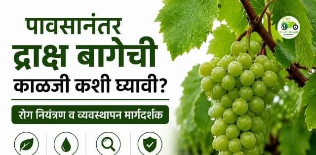 पावसानंतर द्राक्ष बागेचे व्यवस्थापन: रोगांचा प्रादुर्भाव टाळण्यासाठी तातडीने करा हे उपाय