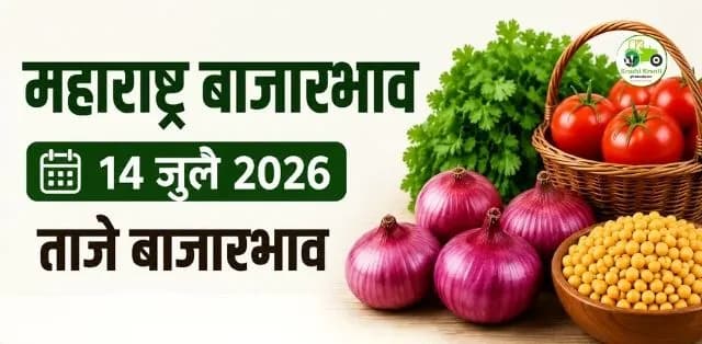 महाराष्ट्र बाजारभाव १४ जुलै २०२६: कांदा, टोमॅटो, तूर, गवार आणि कोथिंबीरच्या दरात चढ-उतार