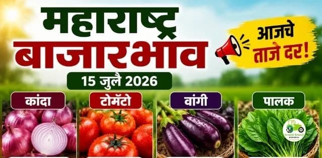 कांदा स्थिर, टोमॅटो दरात चढ-उतार, वांगी व पालकाला चांगली मागणी