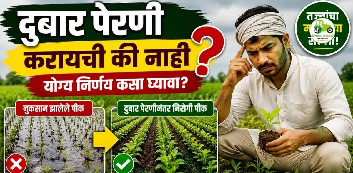 दुबार पेरणी करायची की नाही? नुकसान झालेल्या पिकात योग्य निर्णय कसा घ्यावा? जाणून घ्या तज्ज्ञांचा सल्ला