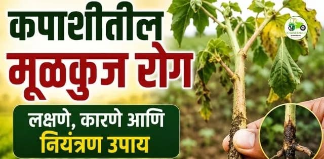 कपाशीमध्ये मूळकुज रोगाचा वाढता प्रादुर्भाव! सुरुवातीलाच ओळखा लक्षणे आणि करा प्रभावी नियंत्रण
