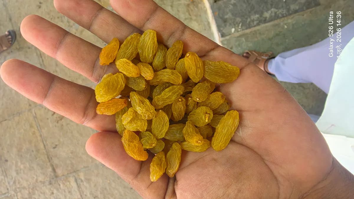 उत्तम प्रतीचा बेदाणा होलसेल दरात उपलब्ध!