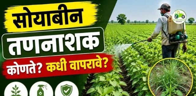 सोयाबीनमधील तणनियंत्रण: कोणते तणनाशक कधी वापरावे? योग्य वेळ आणि व्यवस्थापनाची संपूर्ण माहिती