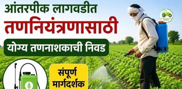 आंतरपीक लागवडीत तणनियंत्रणासाठी योग्य तणनाशकाची निवड का महत्त्वाची? जाणून घ्या प्रभावी व्यवस्थापन