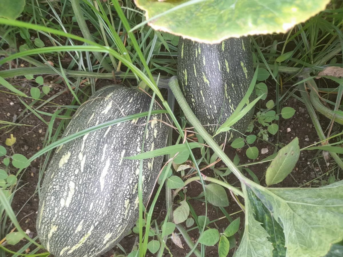 डांगर भोपळा (क्लॉज 1076 सेंच्युरी व दिशा) विक्रीस उपलब्ध