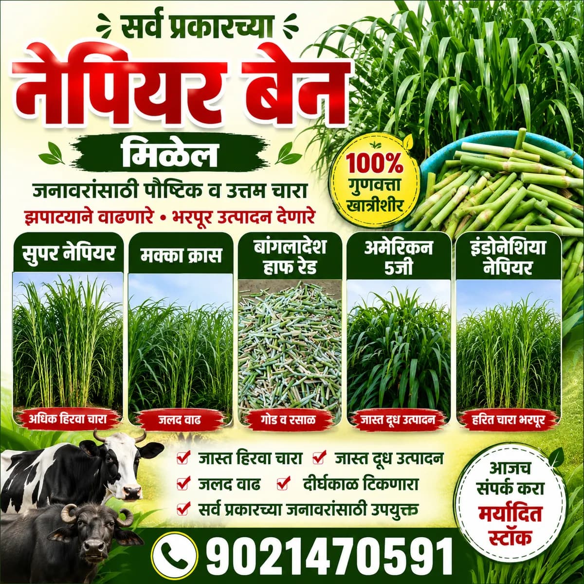 प्रोटीनयुक्त विदेशी चारा बियाणे उपलब्ध!
