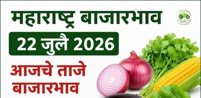 कांदा, कोथिंबीर, मका, वांगी आणि पालकच्या दरात चढ-उतार; जाणून घ्या आजचे ताजे बाजारभाव