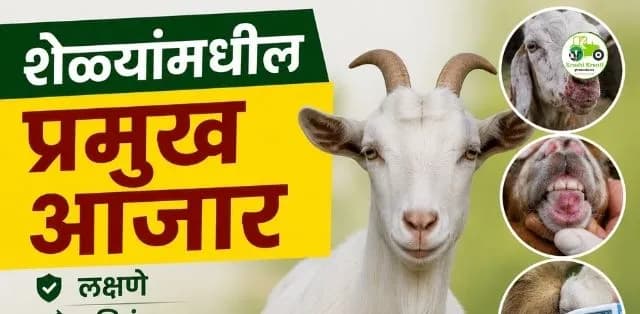 शेळ्यांमधील प्रमुख आजार ओळखा आणि वेळेत करा प्रतिबंध
