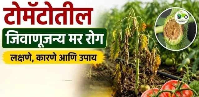 टोमॅटो पिकातील जिवाणूजन्य मर (Bacterial Wilt) रोग: लक्षणे, कारणे आणि प्रभावी नियंत्रण उपाय