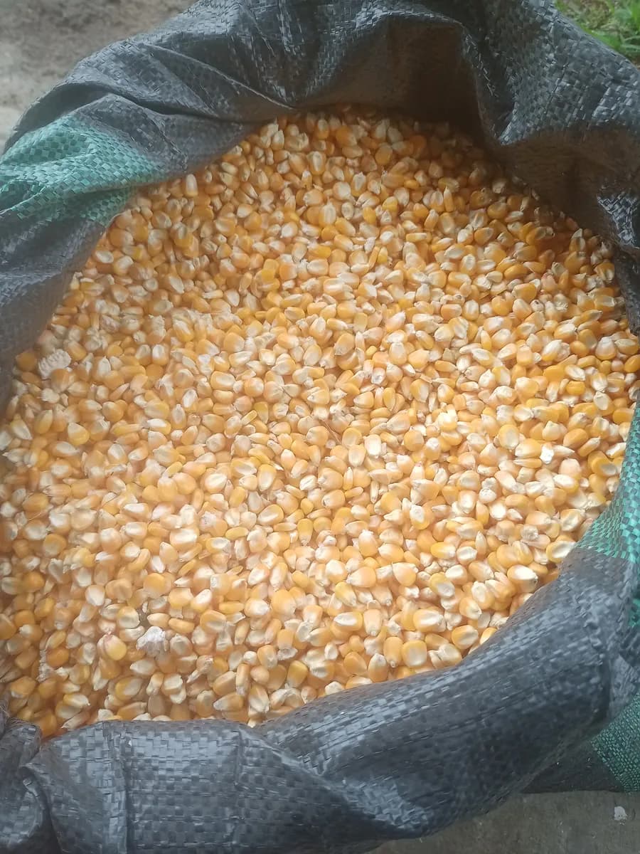 १२ टन दर्जेदार मका विकणे आहे