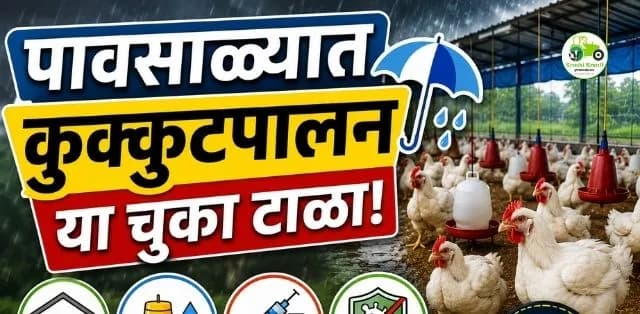 पावसाळ्यात कुक्कुटपालनात नुकसान टाळायचे? जाणून घ्या कोंबड्यांच्या संगोपनासाठी महत्त्वाच्या उपाययोजना