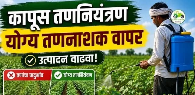 कापूस पिकातील तणनियंत्रणासाठी तणनाशकांचा योग्य वापर; उत्पादन वाढवण्यासाठी महत्त्वाच्या सूचना