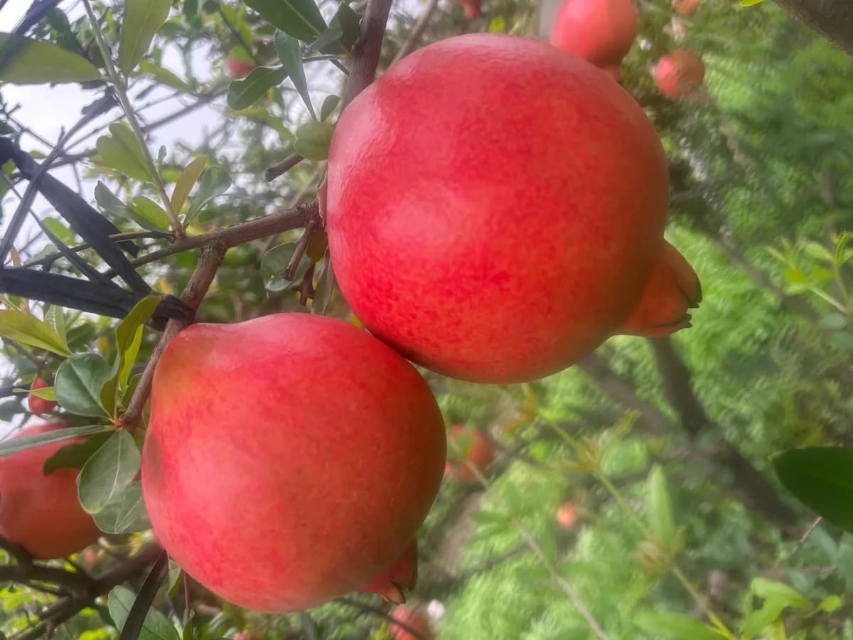 सुपर क्वालिटी डाळिंब विकणे आहे