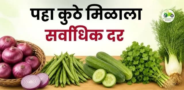 महाराष्ट्रातील आजचे बाजारभाव (३ ऑगस्ट २०२६): कांदा, गवार, काकडी, कोथिंबीर आणि शेपू दरात काय बदल?
