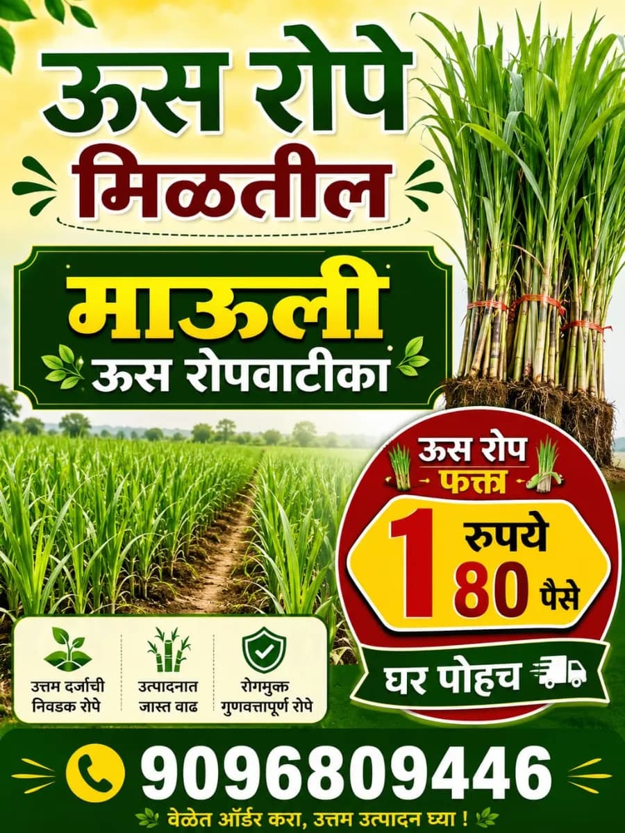 ऊस रोपे विक्री | माऊली ऊस रोपवाटिका | फक्त ₹1.80 प्रति रोप