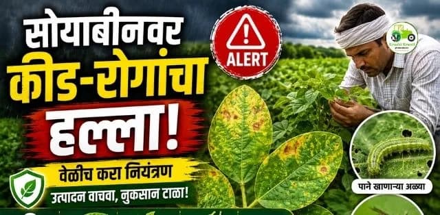 सोयाबीन पिकावर वाढता कीड व रोगांचा प्रादुर्भाव; वेळीच करा नियंत्रण, अन्यथा उत्पादनात मोठी घट