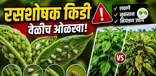 रसशोषक किडींचा वाढता प्रादुर्भाव: पिकांचे नुकसान टाळण्यासाठी वेळीच करा प्रभावी व्यवस्थापन