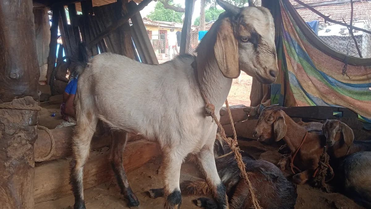 प्युअर गावरान जातीचा बोकड विक्रीसाठी