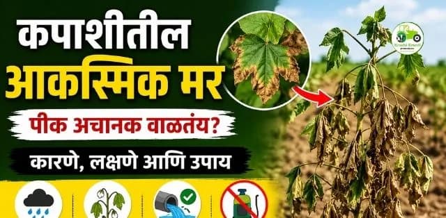 कपाशीचे पीक अचानक वाळायला लागल्यास काय करावे? ‘आकस्मिक मर’ ओळखणे महत्त्वाचे