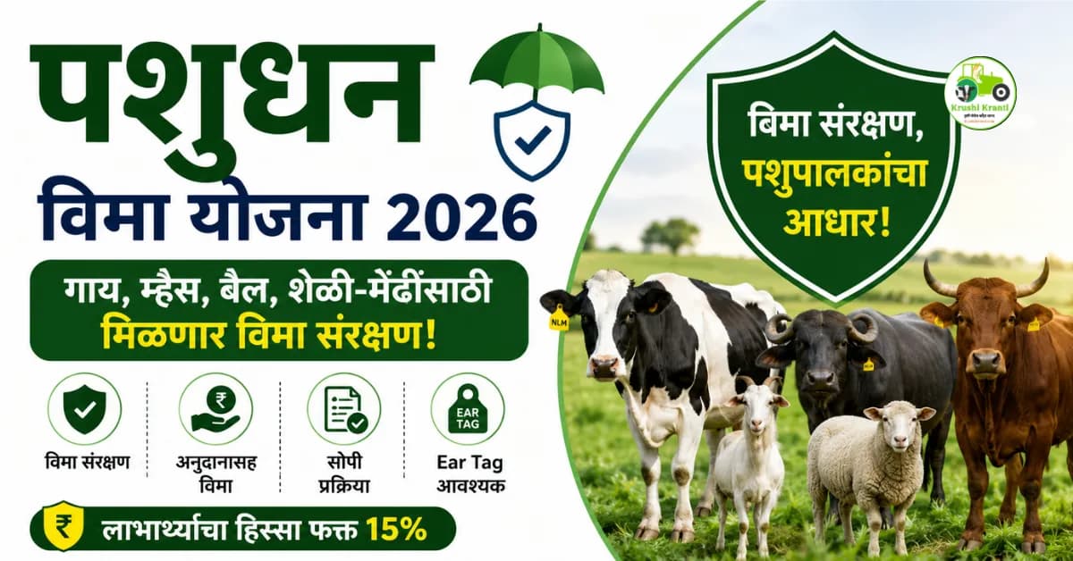 पशुधन विमा योजना 2026: गाय, म्हैस, बैल, शेळी-मेंढीसाठी मिळणार विमा संरक्षण