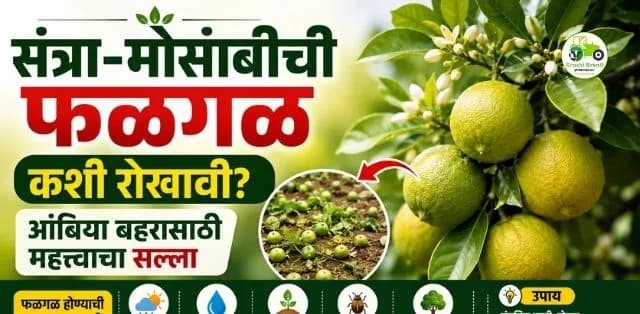 आंबिया बहरातील संत्रा-मोसंबीची फळगळ कशी रोखावी? तज्ज्ञांचा महत्त्वाचा सल्ला