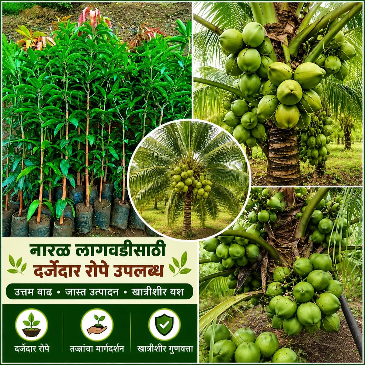 बुटके नारळ, केशर आंबा रोपे उपलब्ध