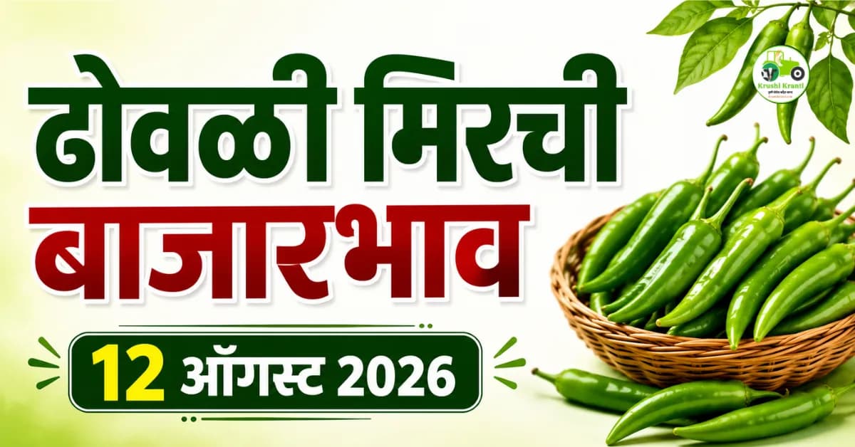 ढोवळी मिरची बाजारभाव 12 ऑगस्ट 2026 : आजचा ढोवळी मिरची बाजार भाव