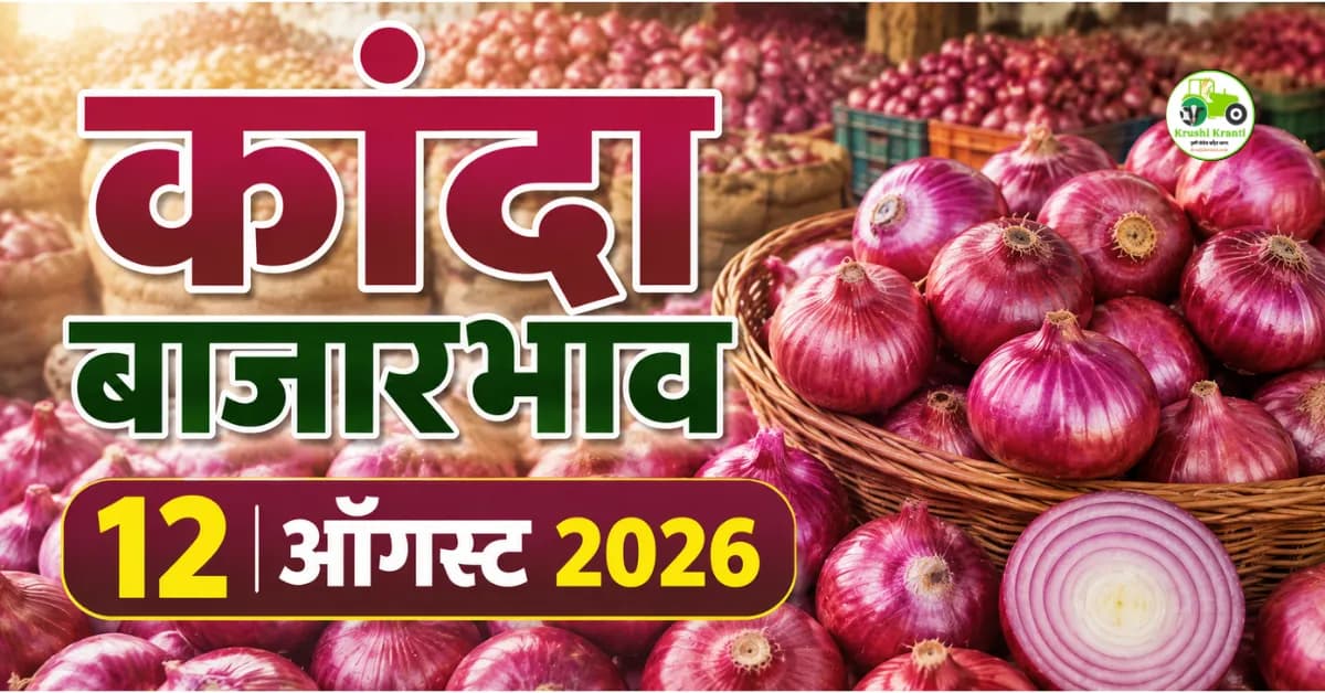 कांदा बाजारभाव 12 ऑगस्ट 2026 : महाराष्ट्रातील आजचे कांदा दर