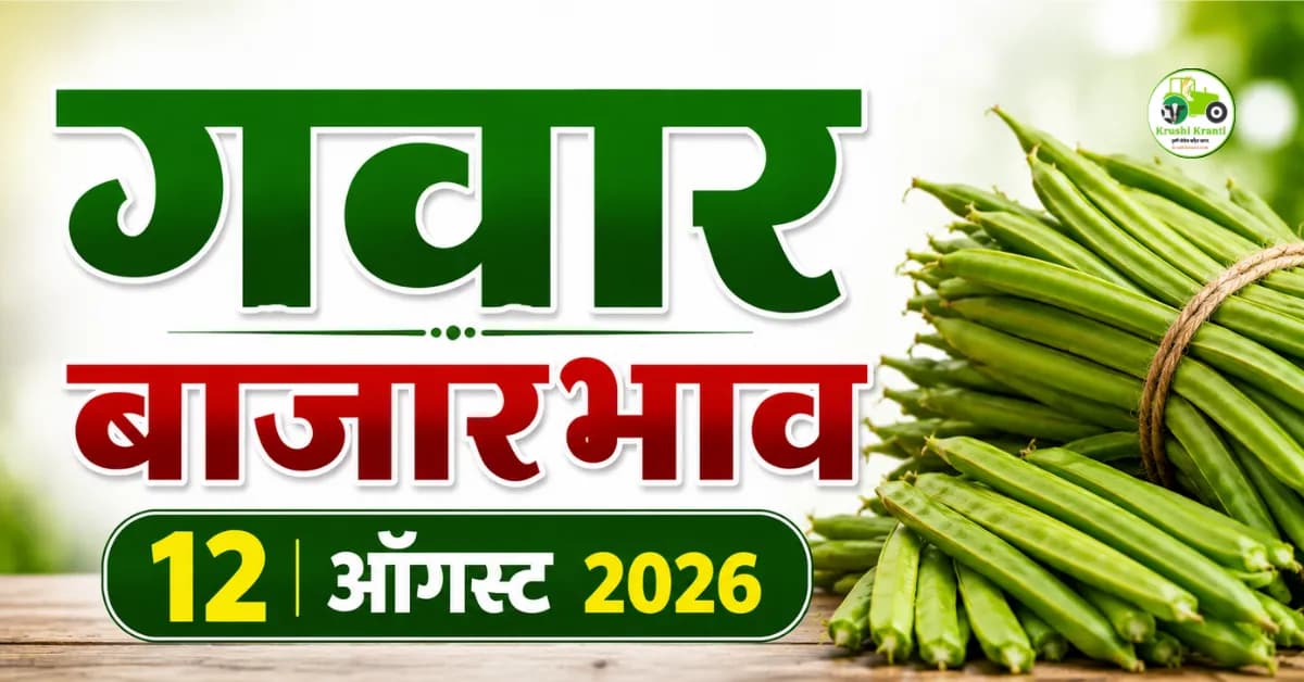 12 ऑगस्ट 2026 गवार बाजारभाव : महाराष्ट्रातील आजचे गवारीचे दर